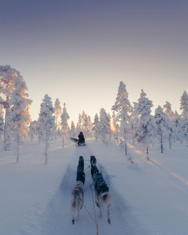 dog-sledding-northern-sweden-sas (1).jpg