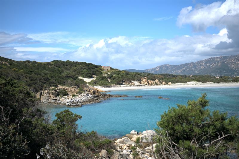 italy-sardinia-olbia-olb-pine-trees-beach-mediterranean-sas.jpg